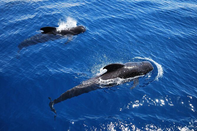 Viking Cruise Whales and Dolphins Watching - A Detailed Look at What to Expect