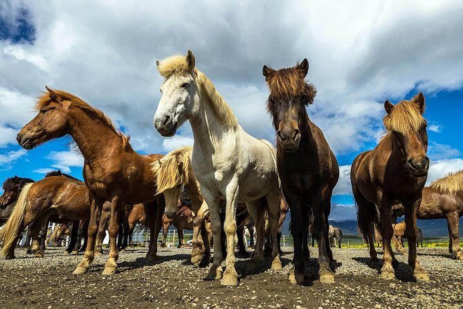 Viking Horse Riding and Golden Circle Tour from Reykjavik - FAQ