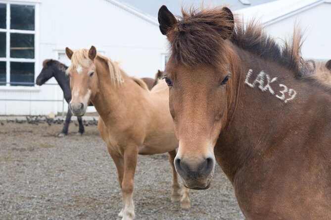 Viking Horse Riding and Golden Circle Tour from Reykjavik - Final Thoughts