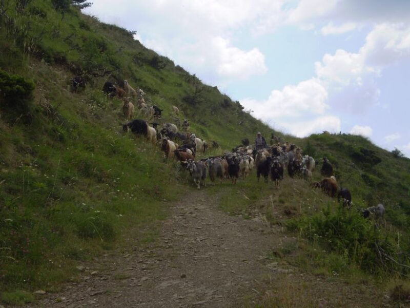 Vikos Gorge Beloi Viewpoint 3-Hour Hike - Experience the Beauty of Vikos Gorge with a 3-Hour Hike to Beloi Viewpoint