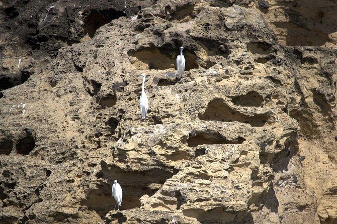Vila Franca Islet Inside Guided Natural Reserve Geo Tour - FAQ