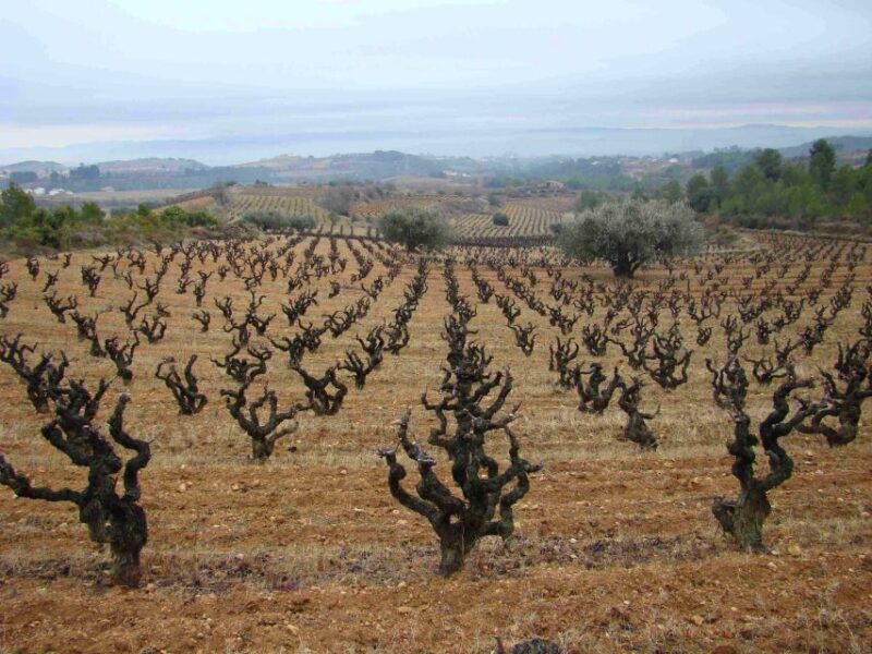 Vilafranca del Penedès: Winery Visit with Tastings - Exploring the Vineyards