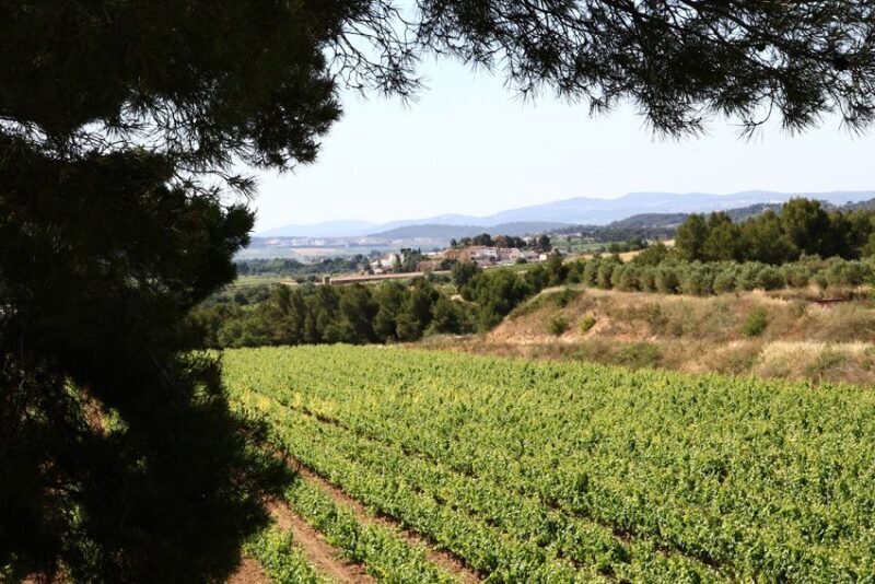 Vilafranca del Penedès: Winery Visit with Tastings - Wine Tasting & Local Flavors