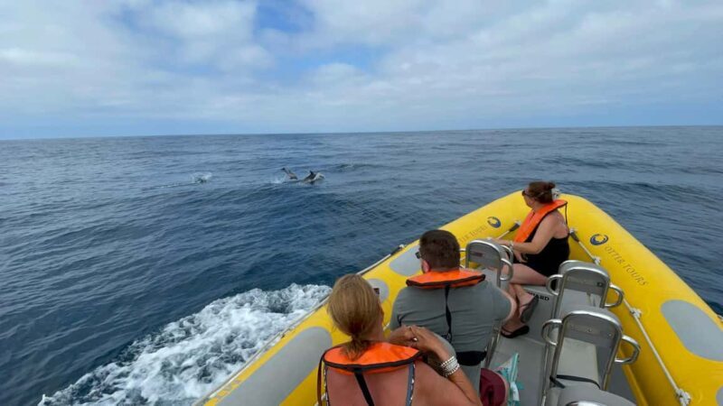 Vilamoura: Private boat Marine Wildlife Watching Safari - The Practicalities: What to Know Before You Go