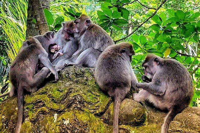 VIllage Firefly Night Tour - Ubud Bali - Practical Details: Making the Most of Your Tour