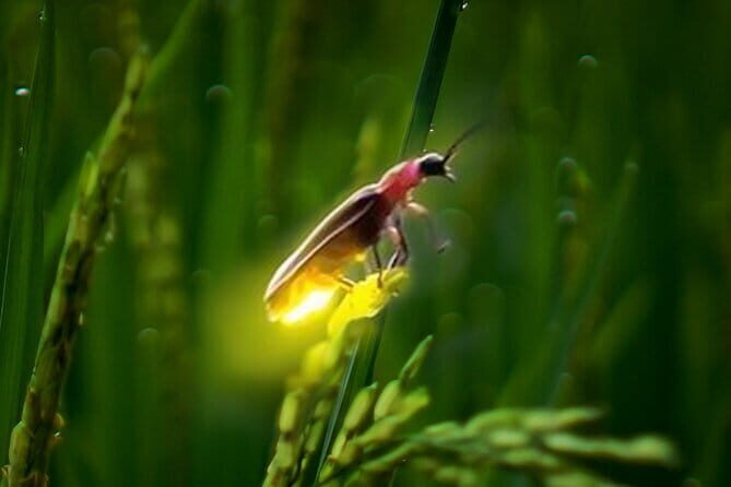 VIllage Firefly Night Tour - Ubud Bali - FAQ