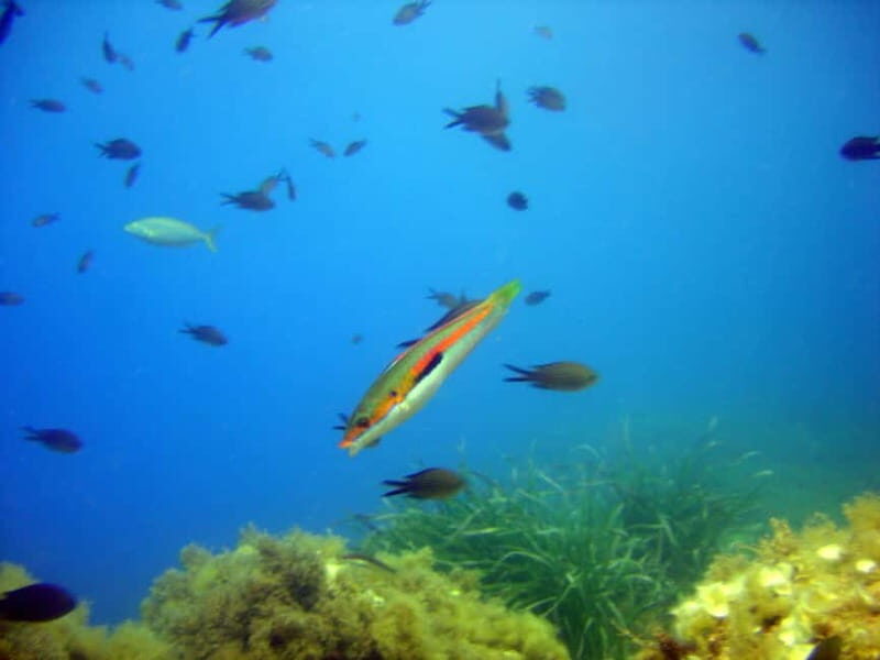 Villefranche-sur-Mer: Experience an introduction to scuba diving - Final Thoughts