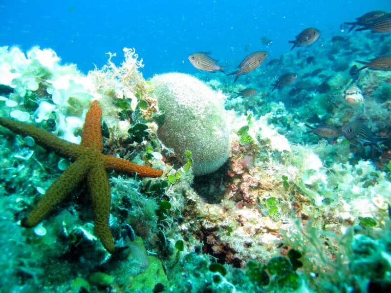 Villefranche-sur-Mer / Nice: snorkeling in privacy on a private boat - Frequently Asked Questions