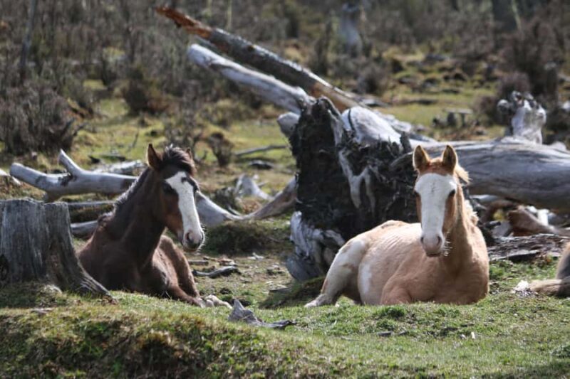 Vinciguerra Glacier and Iceberg Lagoon - FAQ