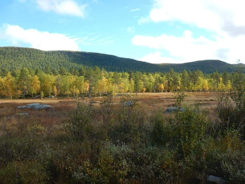 Vindelfjäll nature reserve: A walk through reindeer country - FAQ