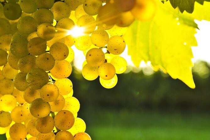 Vine & Dine Tale: 11-Plate Lunch, Wine Discovery, Cooking Mastery - What Sets This Tour Apart?