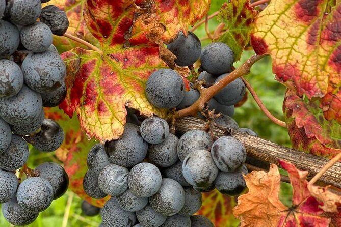 Vineyard experience in Pozzuoli - Vineyard Experience in Pozzuoli: A Genuine Taste of Campi Flegrei