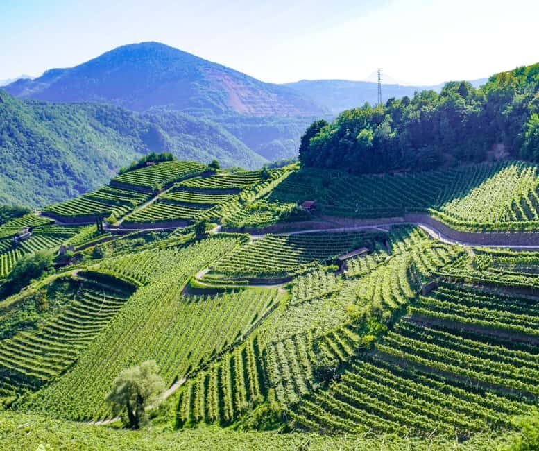 vineyard experience - Exploring the Cembra Valley Vineyard Experience
