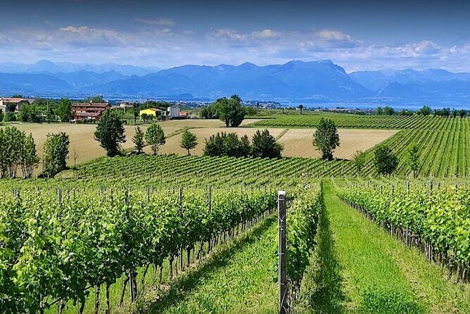 Vineyard Tour and Tasting of Lugana Wines - Quick Overview of the Vineyard Tour and Tasting of Lugana Wines