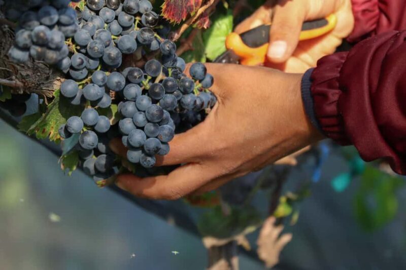 VINEYARD TOUR - Key Points