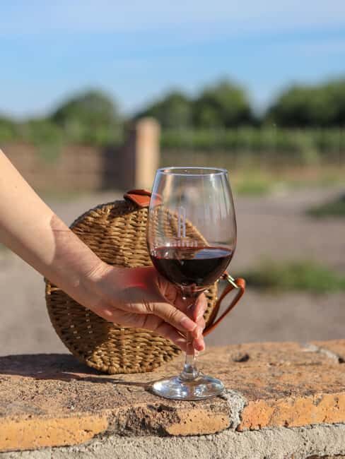 VINEYARD TOUR - What You Can Expect from the Vineyard Tour