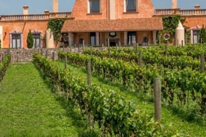 Vineyard, tour, tasting and fun in San Miguel de Allende - Exploring the Details: What to Expect from the Tour