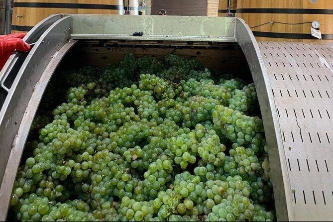 Vineyard, tour, tasting and fun in San Miguel de Allende - Who Should Consider This Tour?