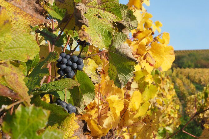 Vineyard tour & Tasting of all our lineup - Possible Drawbacks or Considerations