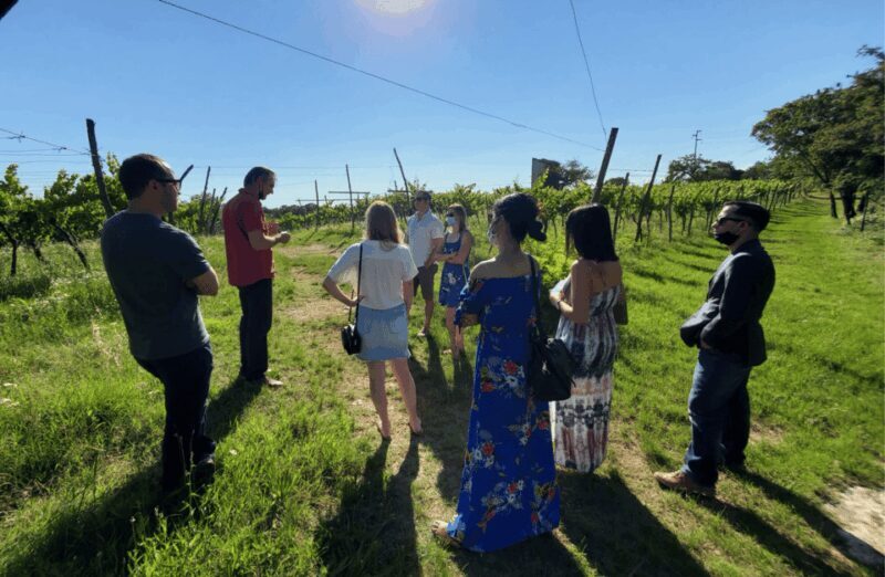 Vineyard Walk & Wine Tasting in the Berici Hills of Vicenza - Key Points