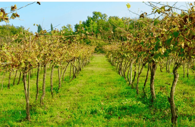 Vineyard Walk & Wine Tasting in the Berici Hills of Vicenza - The Sum Up