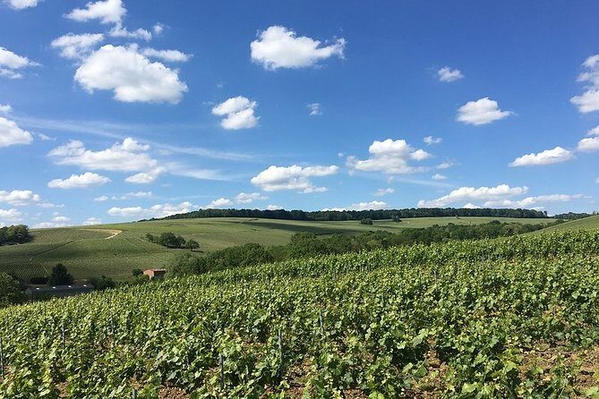 Vineyard Walking Tour & 5 Champagnes Tasting - Who Will Appreciate This Tour?