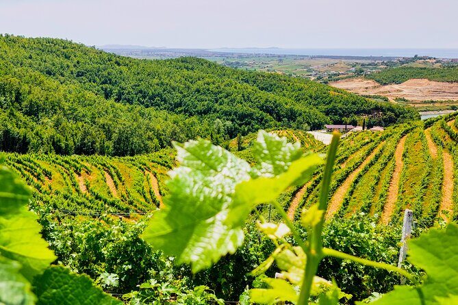 Vineyards, Albanian Wine Food Tasting Tour from Durres/Tirana - Exploring Albania’s Wine Heritage: A Detailed Review