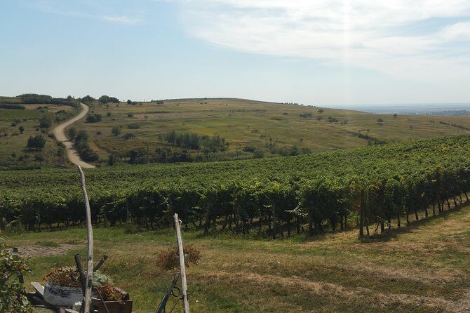 Vineyards and wine tasting experience - A Taste of Romanian Wine: Two Days Visiting Vineyards and Museums