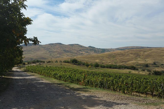 Vineyards and wine tasting experience - The Itinerary in Detail: What You Can Expect