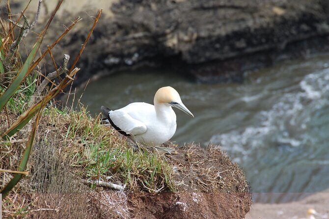 Vineyards Honey and Black Sand Beaches from Auckland - FAQs About the Tour