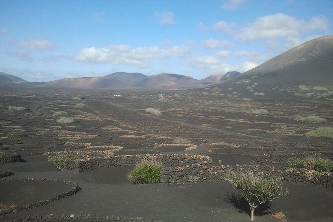 Vineyards of La Geria hiking tour - An In-Depth Look at the La Geria Hiking Tour