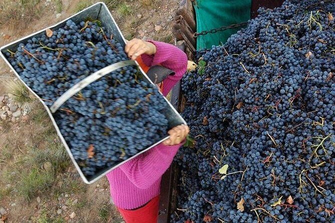 Vineyards with Wine Tasting in Mendoza - An In-Depth Review of the Mendoza Wine Tour