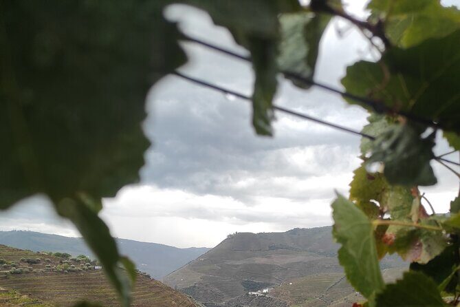 Vinho Verde 2 Wineries + Cultural Guimarães - Private/from Porto - Final Thoughts: Who Is This Tour For?