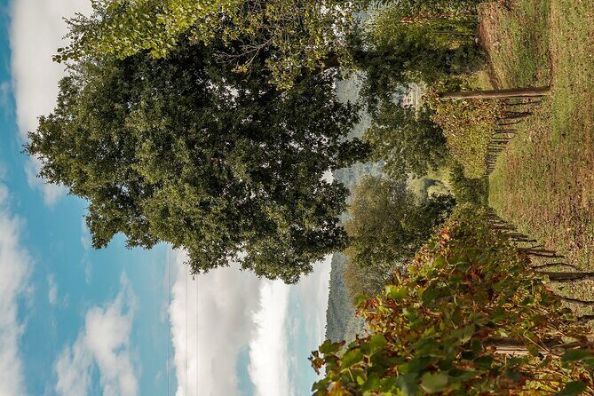 Vinho Verde Experience - Private & Exclusive - Who Will Get the Most Out of This Experience?