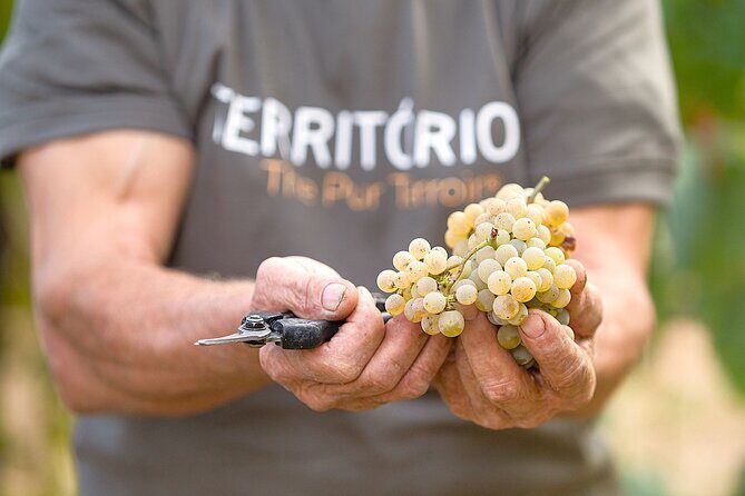 Vinho Verde Experience with 2 Wineries and Lunch - Why This Tour Works for You