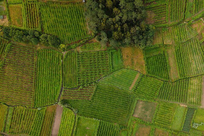 Vinho Verde Experience with 2 Wineries and Lunch - FAQ: Your Questions About the Vinho Verde Experience