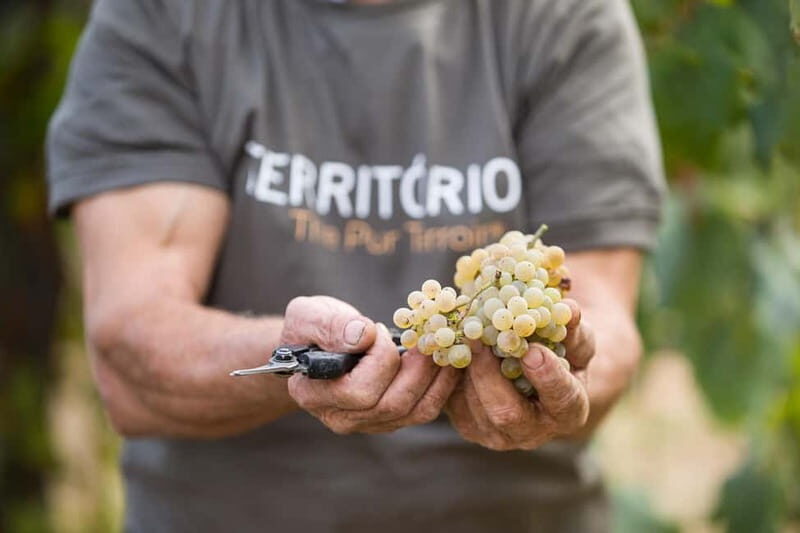 Vinho Verde: Private Wine Tasting w/ Tapas & Fortress Visit - Why This Tour Works
