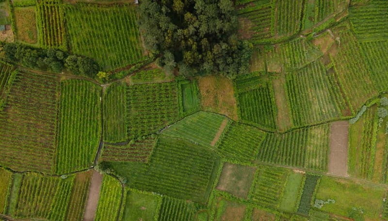 Vinho Verde: Private Wine Tasting w/ Tapas & Fortress Visit - The Sum Up