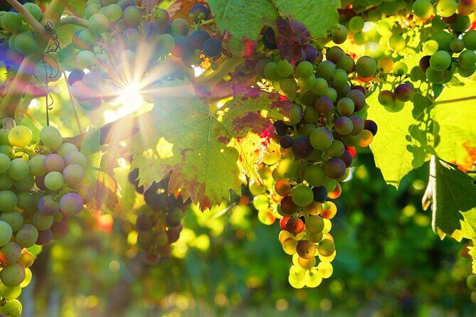 Vinho Verde Private Wine-Tour (All Inclusive) - Exploring the Itinerary in Detail