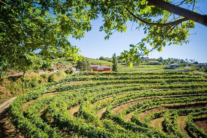 Vinho Verde Private Wine-Tour (All Inclusive) - Final Thoughts