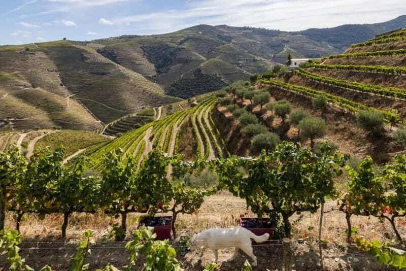 Vinho Verde: Visit 3 Wineries with wine tastings and Lunch - Frequently Asked Questions