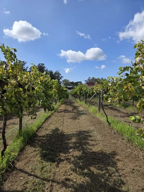 Vinho Verde - Wine Tasting with Transportation - Who Will Love This Tour?