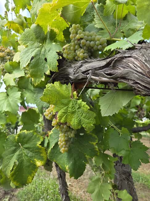 Vinho Verde - Wine Tasting with Transportation - In Summary: Who Should Book This Tour?
