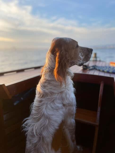 Vintage boat tour of Marseille for couples (5h) - Practical Details and Considerations