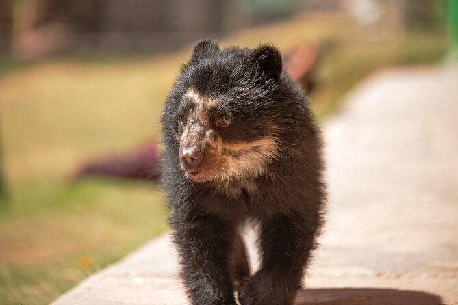 VIP Best Wildlife Tour in Cusco Official Cochahuasi Sanctuary® - Key Points