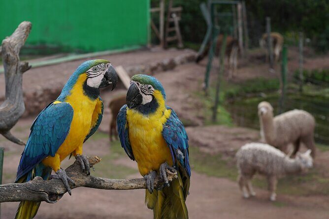 VIP Best Wildlife Tour in Cusco Official Cochahuasi Sanctuary® - The Sum Up: Is This Tour Worth It?