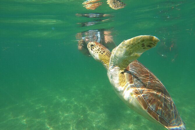 VIP Cenotes & Turtles Private Tour - Itinerary Breakdown: What to Expect