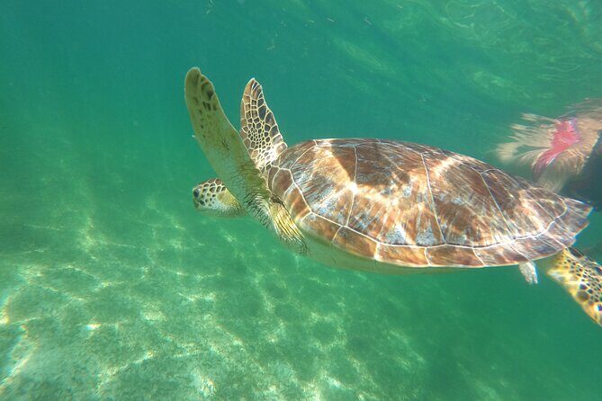 VIP Cenotes & Turtles Private Tour - Final Thoughts: Who Will Love This Tour?