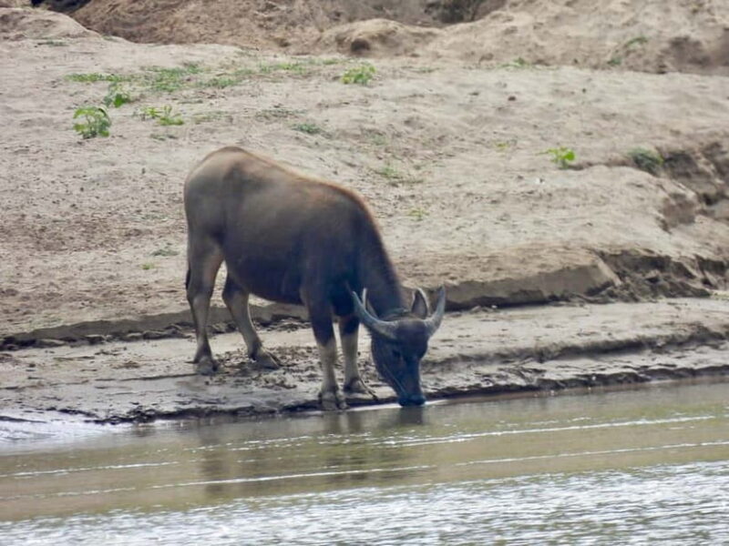 VIP Chiang Mai: 3 Day Trip Slow Boat to Luang Prang - Key Points
