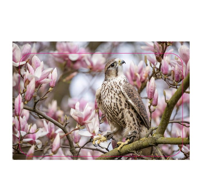 VIP falconry taster session - Who Should Consider This Experience?